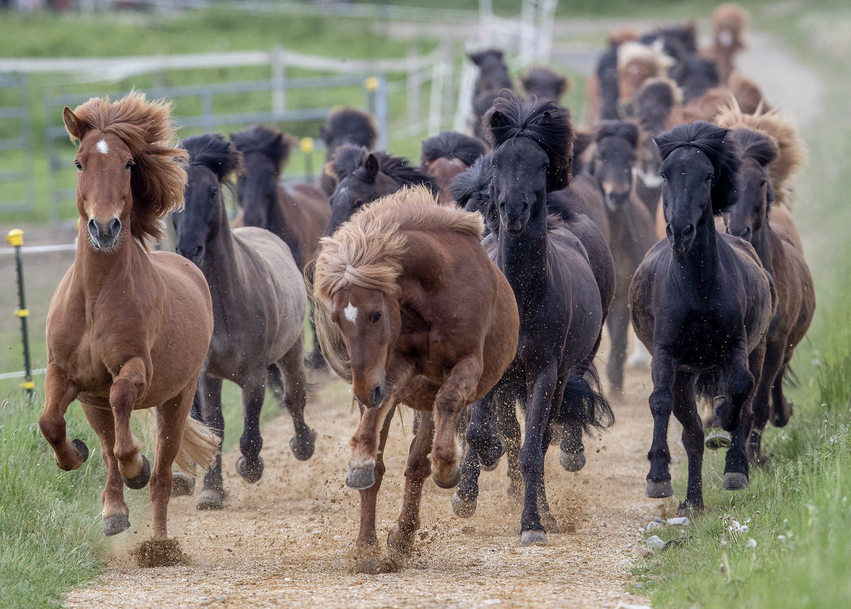 APTOPIX Germany Horses